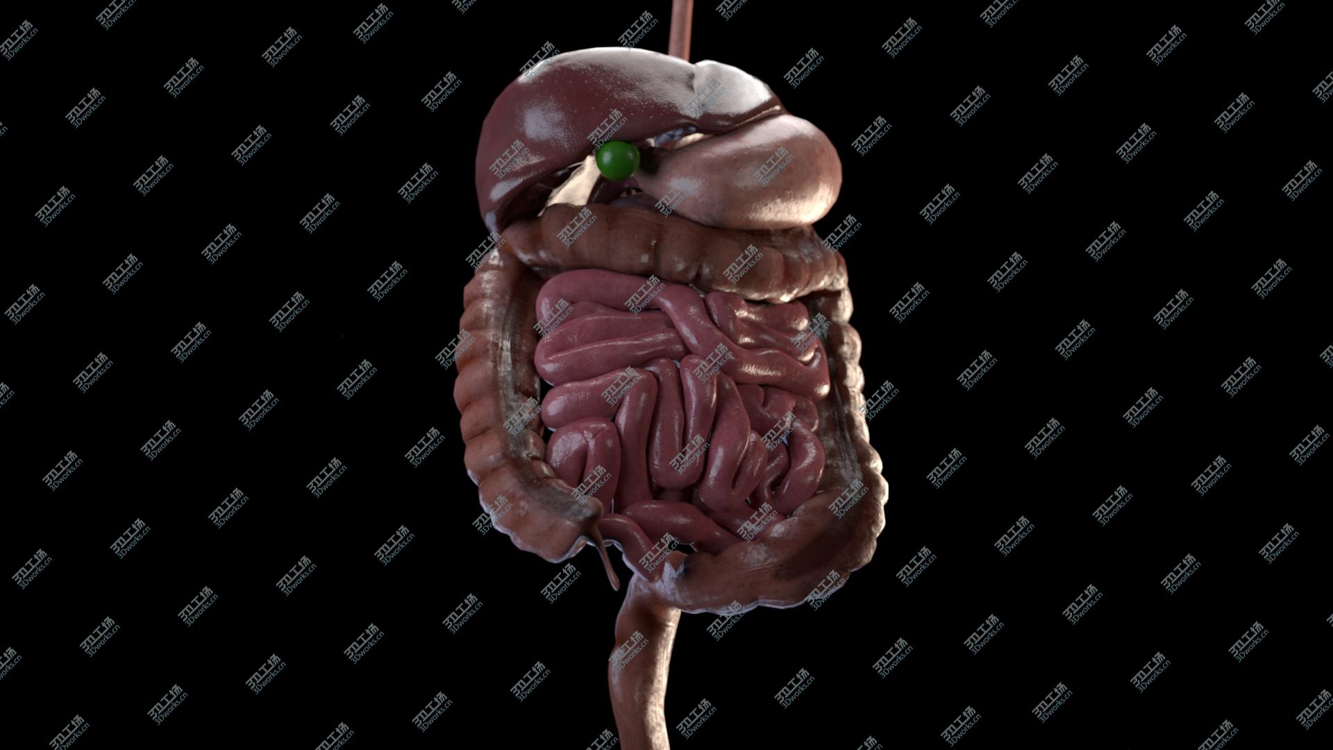 images/goods_img/202104093/Digestive system 3D model/2.jpg